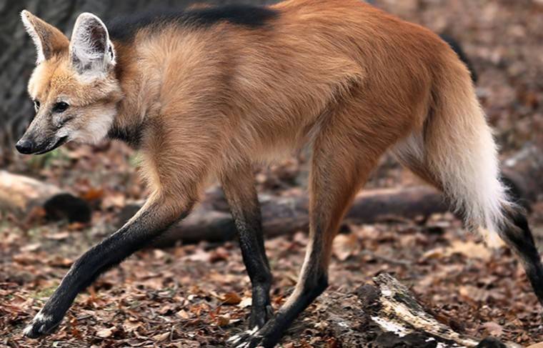 В Московском зоопарке родились детёныши гривистого волка