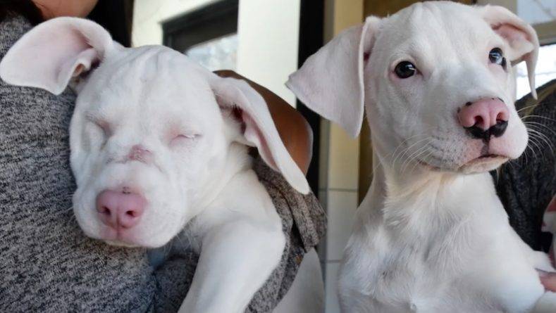 Брошенный на улице щенок стал поводырем для слепой и глухой сестры
