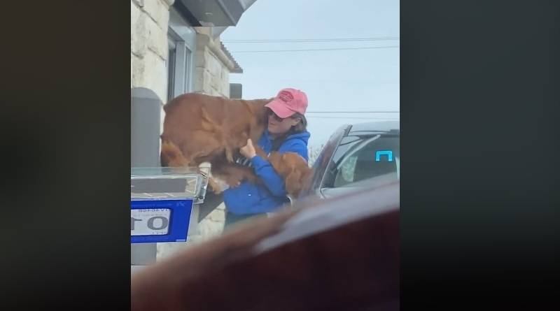 Собака, с нетерпением ждавшая лакомство из Starbucks, запрыгнула прямо в окно выдачи заказов (видео)
