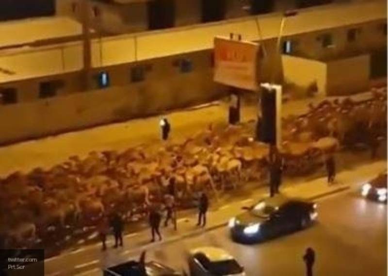ПНС Ливии решило устроить провокацию в Триполи, выведя на улицы города 3000 верблюдов