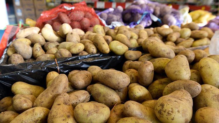 Картофель с мокрыми пятнами категорически запретили употреблять в пищу