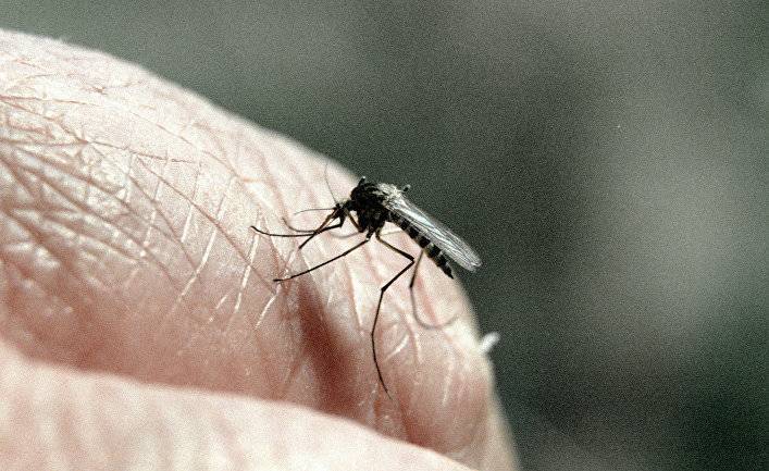 Коронавирус: можно ли заразиться через укус комара? (Al Jazeera, Катар)