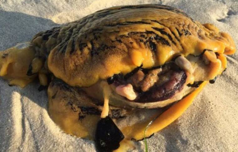 Австралиец нашёл на пляже странное существо
