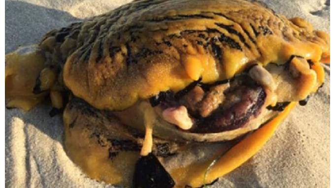 На австралийском пляже нашли странное существо - "убийцу собак" - piter.tv - Перт