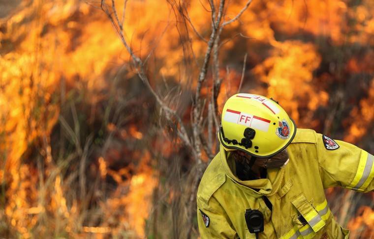 Назван первый вид, полностью исчезнувший из-за лесных пожаров в Австралии