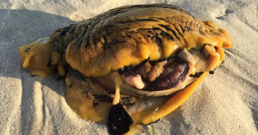 Мужчина нашел странное морское существо на пляже в Австралии