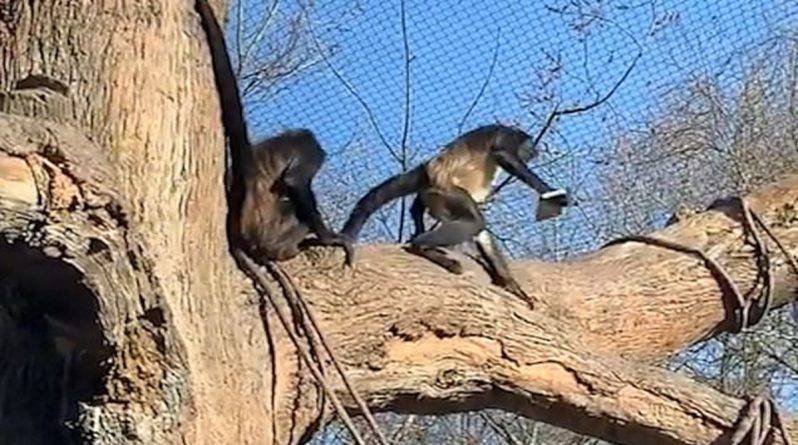 Забавные обезьяны украли телефон у посетителя зоопарка, заставив смотрителей потрудиться, забирая его (видео)