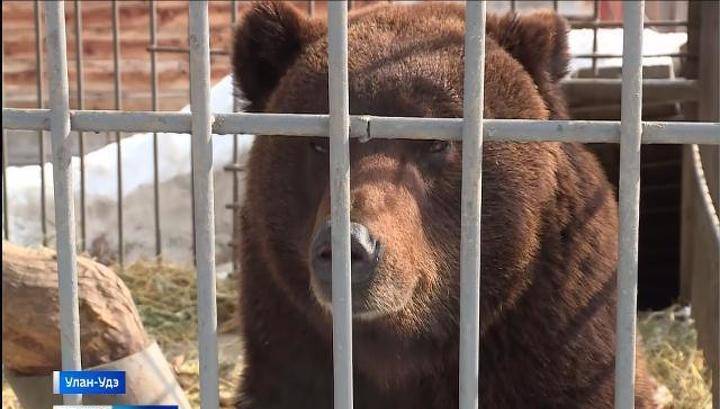 У медведей в Этнографическом музее Улан-Удэ весна уже наступила