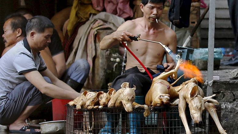 Лучше поздно: в Китае запретили торговлю и употребление в пищу диких животных