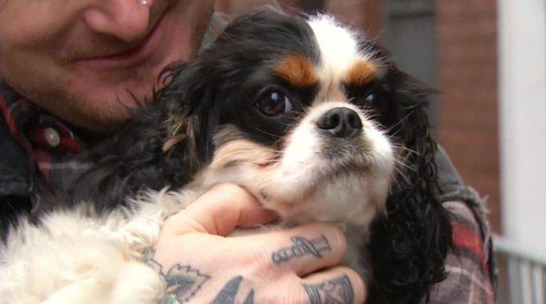 Владелец собаки заплатил выкуп в размере $1000 за питомца, выкраденного из его машины