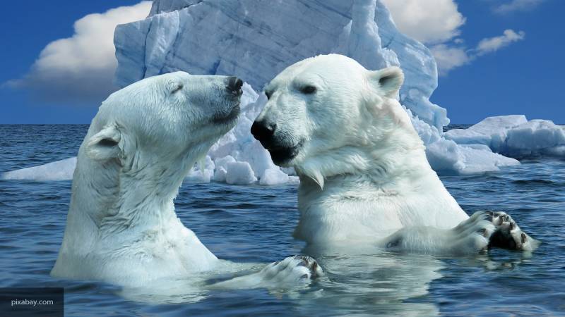 Хозяин и главный индикатор Арктики: почему важно отмечать День полярного медведя