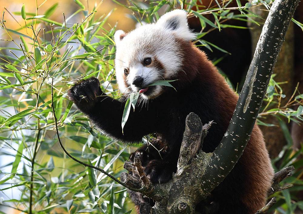 Ученые выяснили, что красные панды делятся на два вида