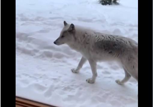 Стая волков при попытке найти еду приблизилась к жилому дому в Канаде