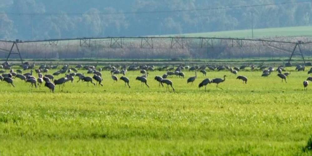 Израильские фермеры терпят убытки из-за нашествия серых журавлей