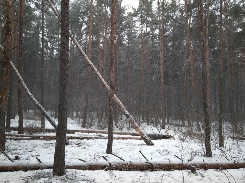 В Воронеже аварийные деревья в Северном лесу не даёт убрать собственник участка