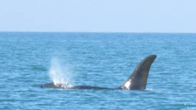 Огромный кит-хищник впервые приплыл к берегам Израиля: есть ли опасность для людей