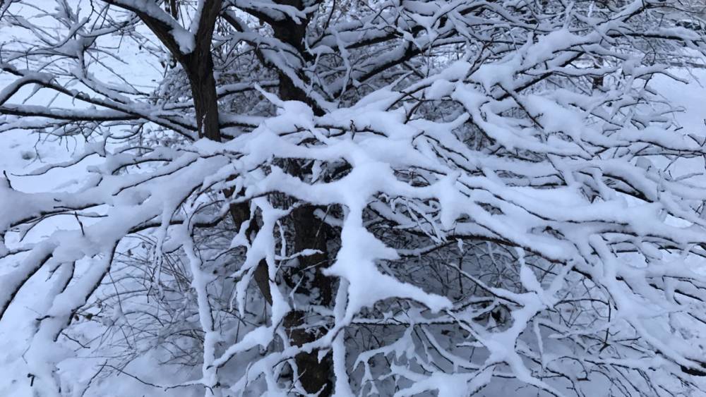 В последний день зимы в Ленобласти ожидается снег и похолодание до –15 градусов