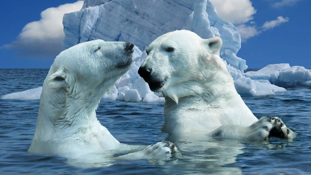 В WWF назвали главную угрозу для белых медведей