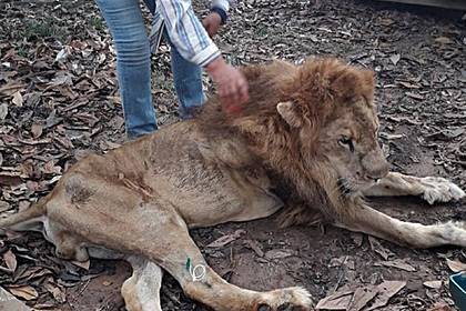 Зоозащитники забрали льва у хозяйки и довели его до истощения