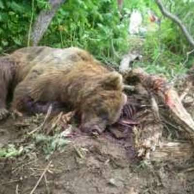 Экологи предупредили жителей Московской области о незаснувших медведях