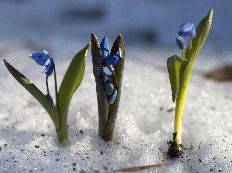 Похолодание в начале весны ожидается только в Северо-Западном федеральном округе