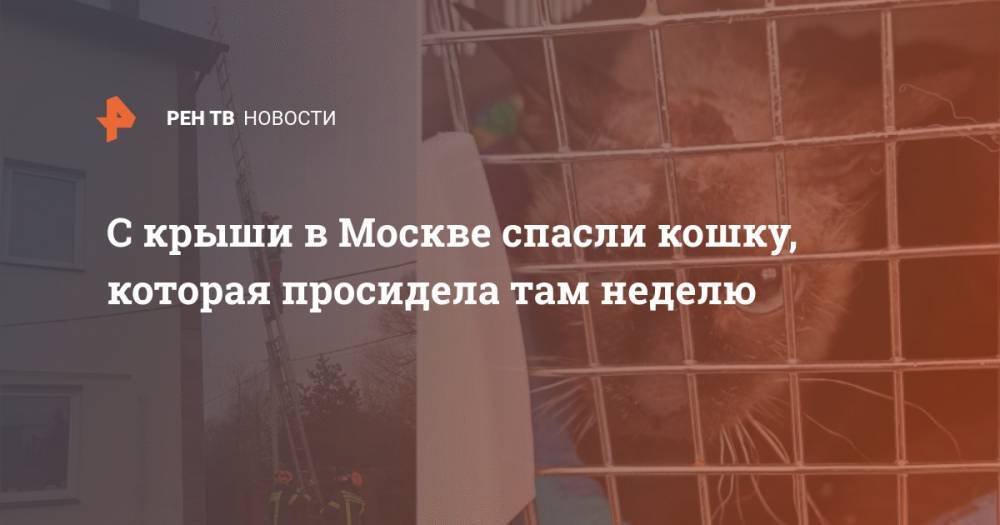 С крыши в Москве спасли кошку, которая просидела там неделю