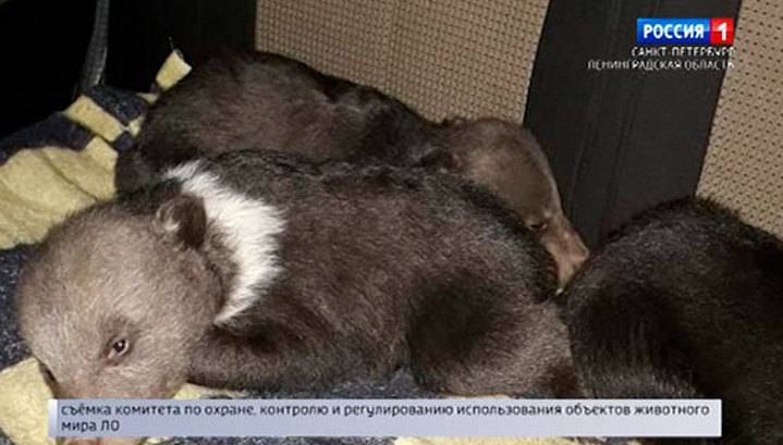 В Бокситогорском районе в берлоге нашли брошенных медвежат