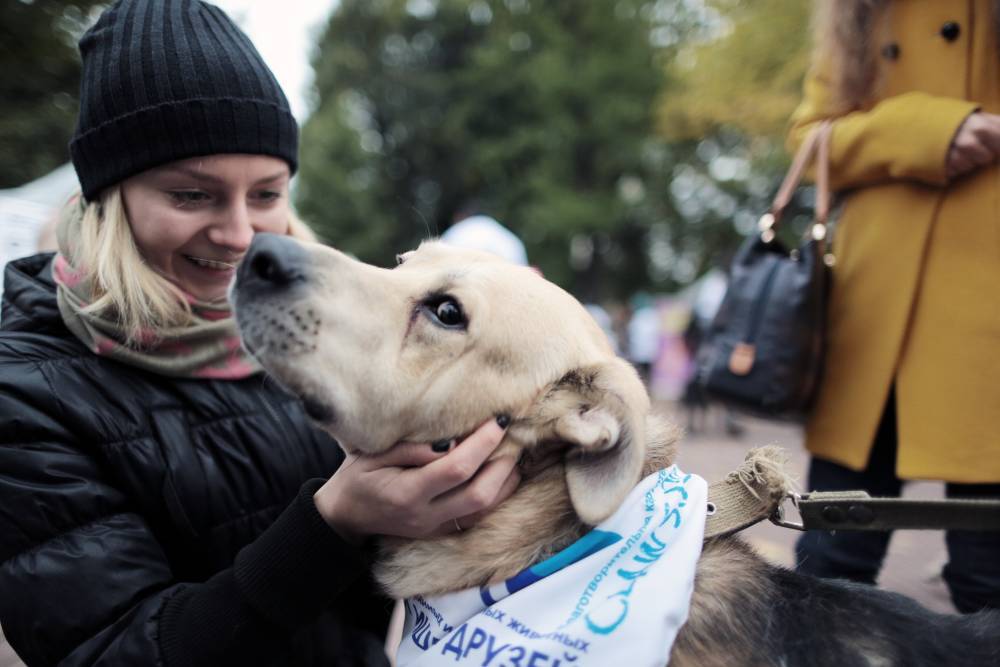 Количество бездомных животных уменьшилось в Москве