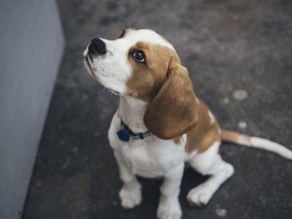 Тест на коронавирус у собаки показал положительный результат в Гонконге