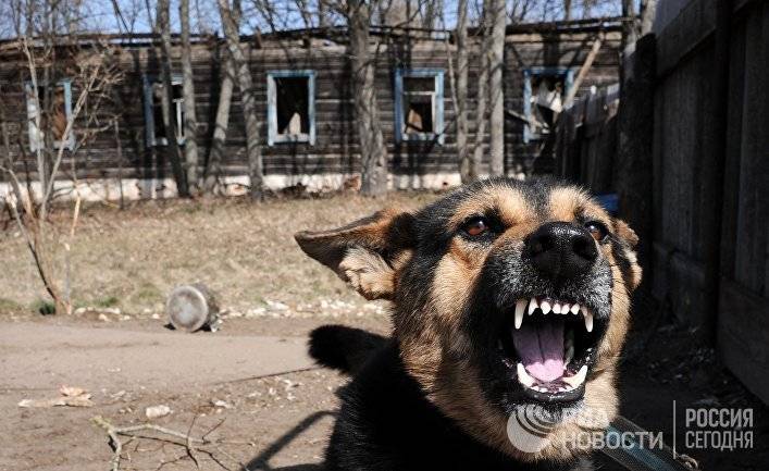 Чернобыль: история собак, переживших ядерную катастрофу (GEO, Франция)