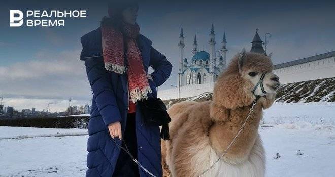 Соцсети: на улицах Казани заметили альпаку