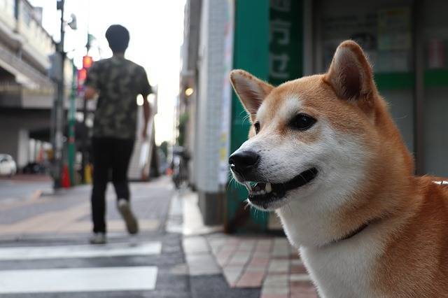 Собака заразилась коронавирусом от хозяина в Гонконге