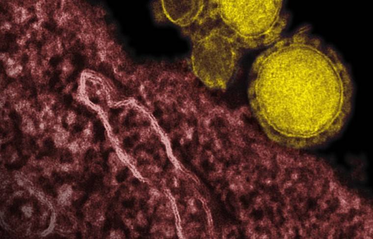 Бразильские учёные заявили о мутации коронавируса