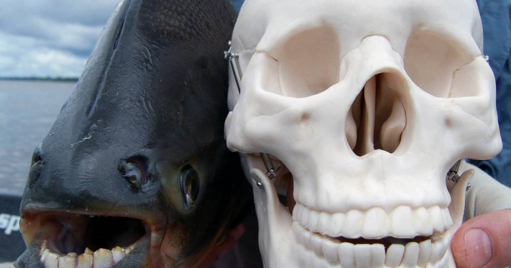 На юге России на рынке продали рыбу с “человеческими” зубами