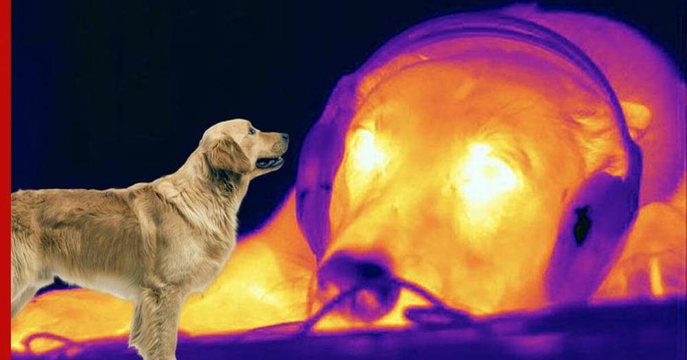 Ученые обнаружили уникальную особенность собачьего носа