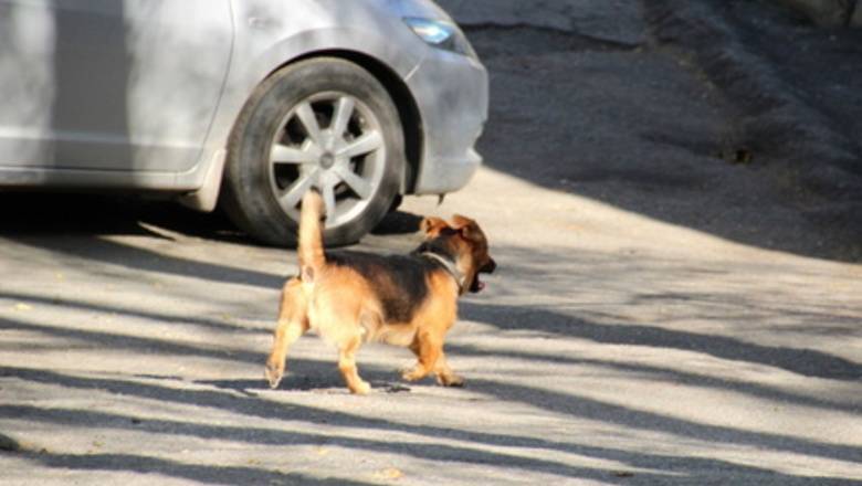 В Тюмени в теплотрассе замуровали собак