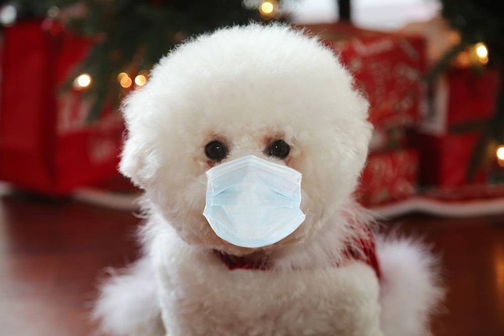 Впервые коронавирус обнаружен у домашней собаки