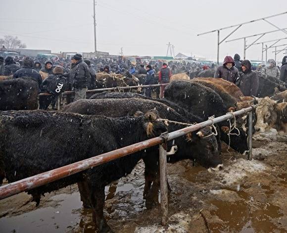 На ферме в Тюменской области ввели карантин по бруцеллезу животных