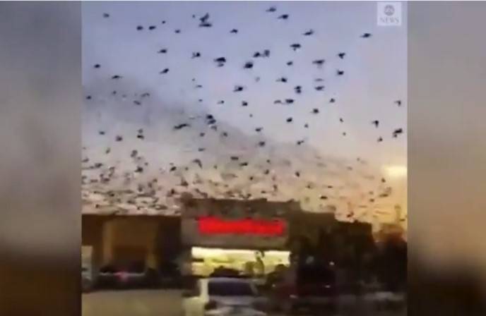 «Это сумасшествие»: в Техасе тысячи птиц атаковали парковку у торгового центра