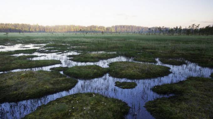 Через "Сестрорецкое болото" проляжет обновленный экологический маршрут