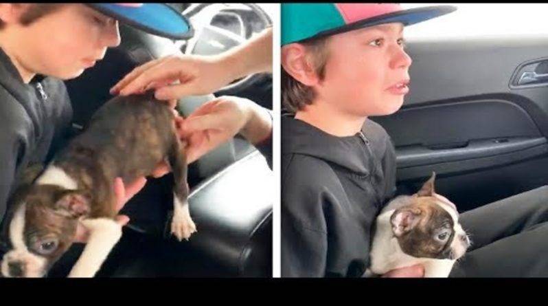 «Это был его последний сюрприз»: подросток получил щенка в подарок от покойного папы