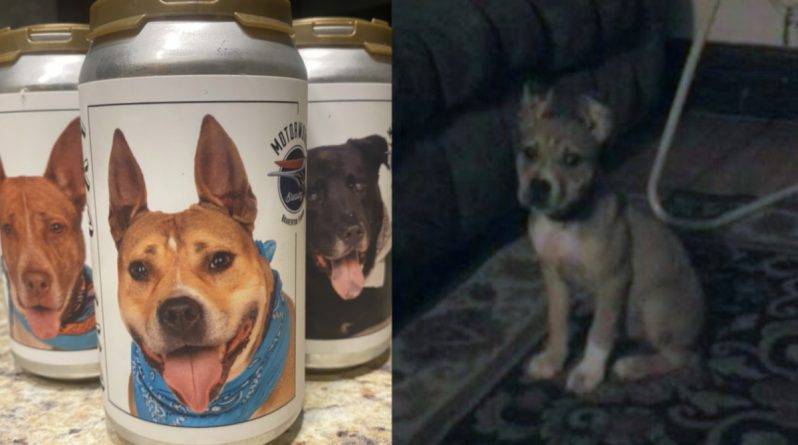 Женщина нашла пропавшую 3 года назад собаку, увидев ее фото на пивной банке