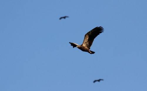 Коронавирус или конец света: в Сети бурно обсуждают нашествие черных птиц в Техасе - Cursorinfo: главные новости Израиля