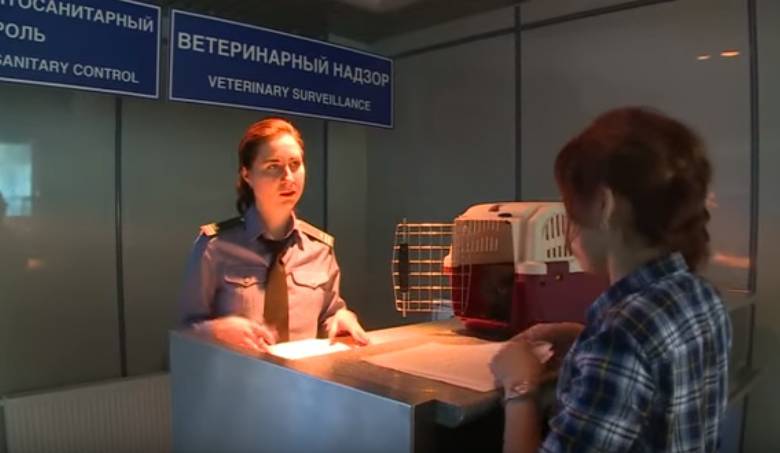 Авиакомпании в России подготовят предложения по перевозке животных