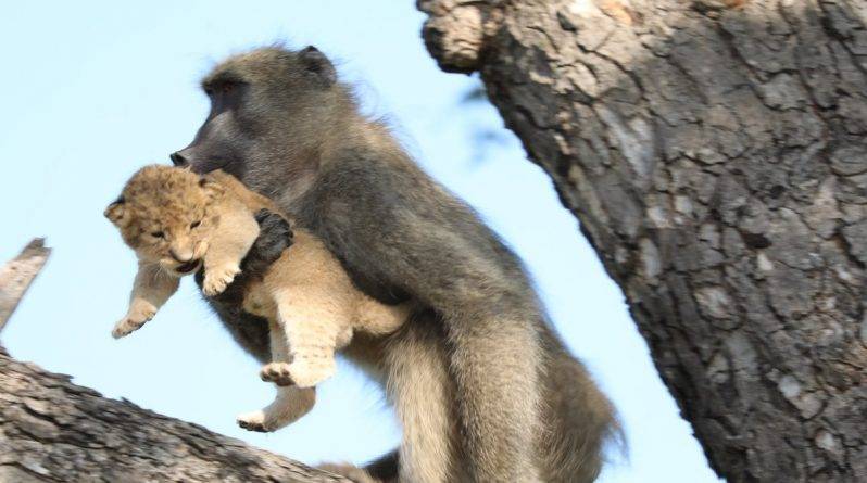 Бабуин воссоздал сцену из мультфильма «Король Лев», защитив львенка от сородичей