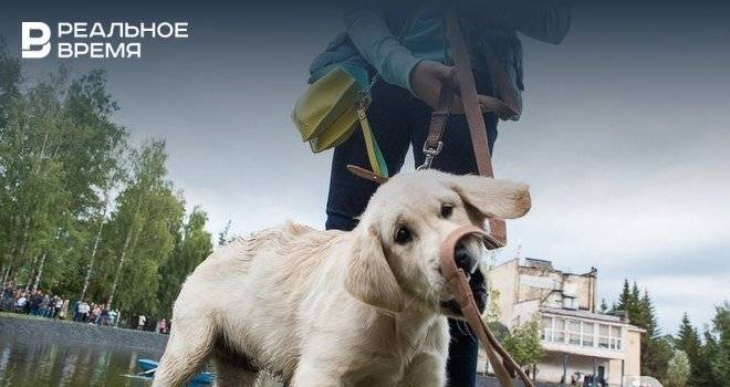 IKEA запустила в Казани и других городах сервис поиска дома для животных из приютов