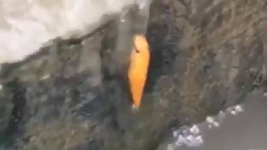 Пользователи Сети обсуждают видео с карабкающейся по стене рыбой