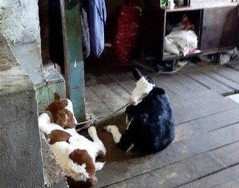 В приморье изъяли из семьи ребенка, который жил на ферме с телятами и козлятами - readovka.news - Уссурийск