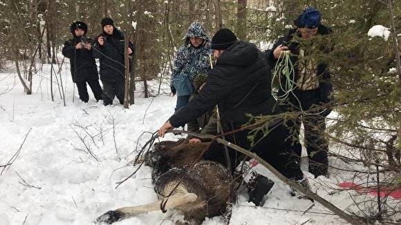 Полиция нашла браконьеров, поставивших капкан на лося в Челябинской области