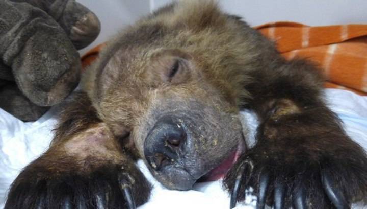 Любопытство лесорубов погубило двух медвежат в Приморье